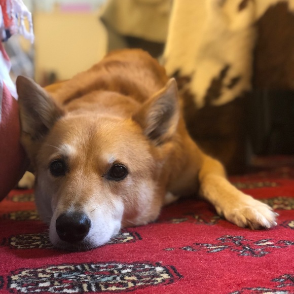 Meet your Posher, Pey - Picture 4 of 7